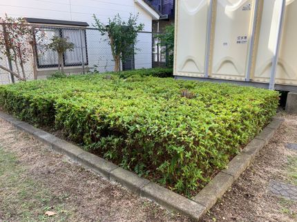 Green Peaceの【年中無休】5月剪定刈込み★消毒無料◎造園技能士◎損害補償加入の写真