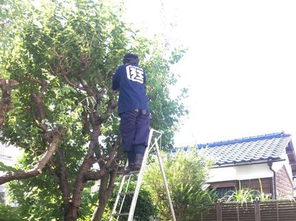 株式会社乃庭の【登録間もない為サービス価格実施中】小さなお庭のリノベ、植木剪定お任せください!の写真