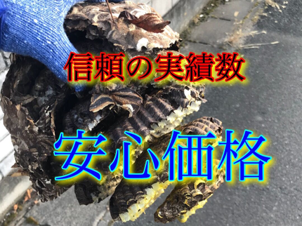 Gレスキューの【即日対応可能!】アシナガ蜂9800円!【口コミ大好評‼︎】安心価格がモットーの写真