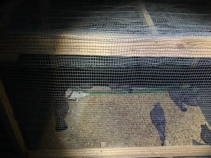 CleanSheetの【年中無休・24時間対応】鳩の捕獲駆除・作業外注なし100%自社対応!の写真