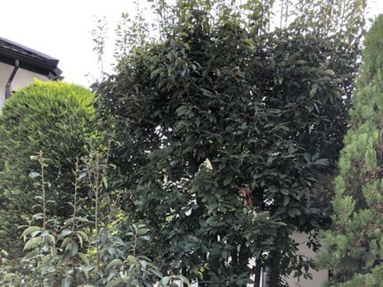 便利屋TRUSCATの★年中無休★24時間対応★親切・迅速・丁寧にご対応致します★庭木の剪定★の写真