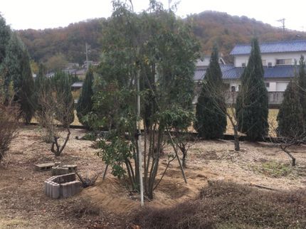植木屋キャットピース Cat Peaceのあなたのお庭にシンボルツリーをハナミズキ、ヤマボウシ、紅葉の素敵な樹木を植栽の写真