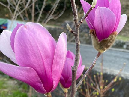 植木屋キャットピース Cat Peaceのあなたのお庭にシンボルツリーをハナミズキ、ヤマボウシ、紅葉の素敵な樹木を植栽の写真