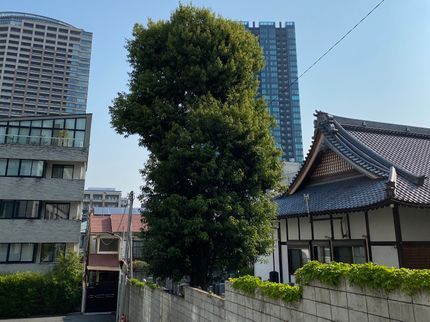 泉緑園(センリョクエン)の寺院勤務の丁寧なお仕事、日本伝統の剪定技術、有資格者による知識をご提供!の写真