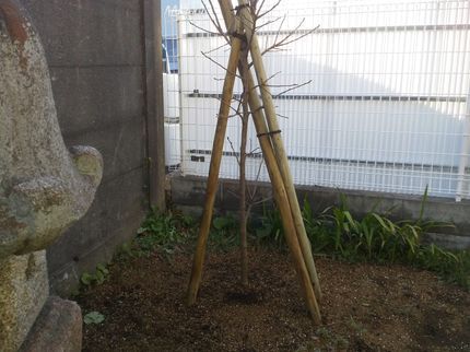 サンライズ・ガーデニングの【藤沢市発】損害保険加入済み!女性スタッフの同行も可能です♪の写真