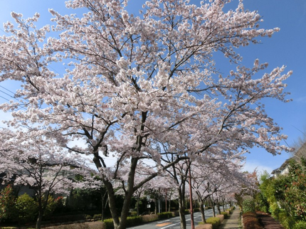 庭秀(にわひで)の【随時受付中!】東京都・八王子など多摩地区全域【実績20年の安心と信頼の植木屋】の写真