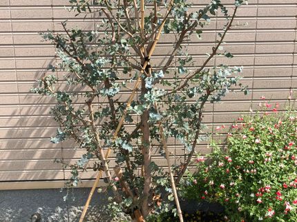 funnyplantsの【作業外注なし】ボサボサの庭木でご近所との関係が悪くなるのが不安なあなたへの写真