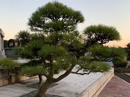 賑和興業の※見積無料!お庭の「困った!」をプロが解決!お客様のご要望にお応えします!の写真