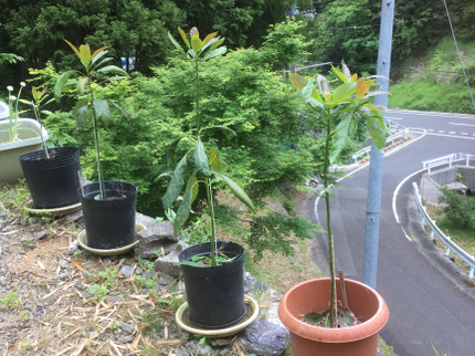 庭庵 -Garden AN-のワンサイズ大きめの鉢をお勧めします。大型の鉢大丈夫です。の写真