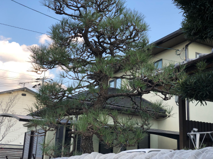 小浜造園の【業歴25年の知識と技術】植木・庭木の植え替えはお任せ下さい!の写真