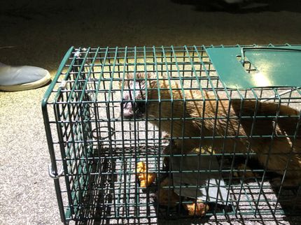 株式会社ベクトルの効果絶大な超音波機器の設置や様々な対策方法があり、事前見積り伺います。の写真
