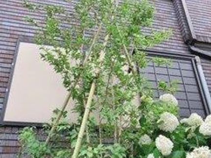木房樹の【写真の夫婦がお伺い致します◎】業界25年!の写真