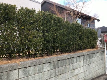 便利屋!お助け本舗 栃木小山・那須塩原店の剪定大好きです♪私が責任を持ってお庭のお手入れいたします★の写真
