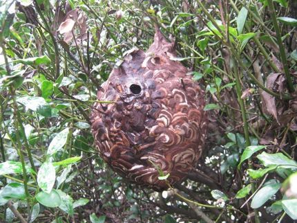 エイチ・ディー・エスの<年中無休>実績30年以上!茨城県内の害虫・害獣駆除は当店にお任せください!の写真