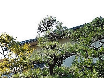 庭師 東 延嘉(あずま のぶよし)の【松の木もお任せ!】歴20年!一級造園技能士が丁寧にご対応!庭のお悩み相談もOKの写真