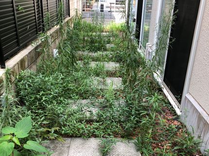 グリーンガーデン宮澤のどんなに荒れた庭でも対応いたします!お任せください!の写真