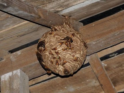 坂東瓦工業の【蜂駆除・害虫】お任せください!!!の写真