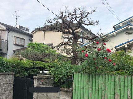 岩田造園の【大阪中心】真心込めたサービスを!柔軟性を生かした斬新な施工に自信がありますの写真
