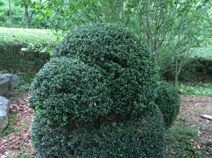 庭庵 -Garden AN-の樹種に合った剪定を提案いたします。の写真