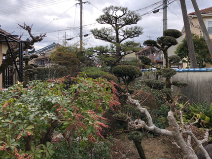 小浜造園の毛虫・チャドクガ・害虫駆除はお任せ下さい!あきがあれば当日施工OK!の写真