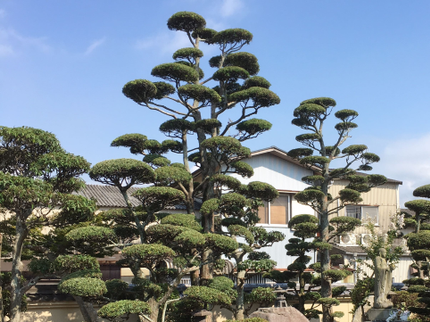 植木屋 中原造園の年中無休◆お庭のことなら何でもお任せ!ご要望に合わせて迅速丁寧に対応いたします!の写真