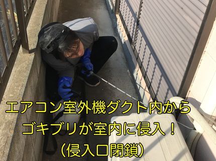 くらしの応援!蜂駆除サービス!の資格者!予約8/20〜OK!水回り、各部屋の散布が最も重要!3ヶ月保証も料金内!の写真