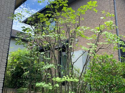永石庭園の◆ お庭スッキリしませんか?の写真