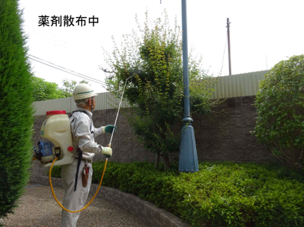 ㈱ヴァーテックスイイヅカの植木の薬剤散布の写真