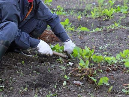 よろず屋エンライトの《年中無休・保険加入!》除草剤散布でお手入れラクラク◎手作業で根元から徹底除草!の写真