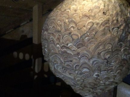 サンライト岡山のアシナガバチ〜オオスズメバチまで迅速に対応【高所、屋根裏 、24h対応可】の写真