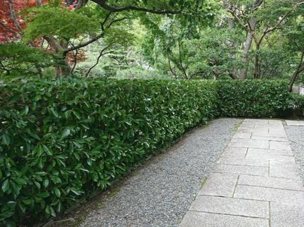 庭匠 山玄の【外注作業一切なし】大手での作業実績もございます!営業時間外もご相談ください◉の写真
