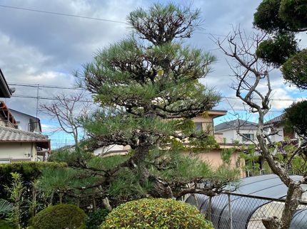 西浦造園の施肥無料・ご新規様・リピーター様に高評価【豊富な経験知識】年間250件以上の実績の写真