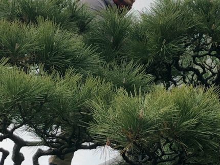 松庭園の<10年以上の経験あり>お庭の事はお気軽にお問い合わせください!の写真
