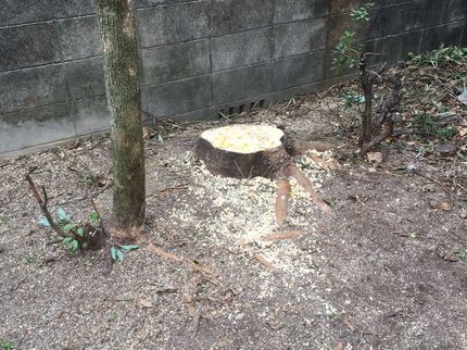幸楽園の樹木の伐採抜根のことなら幸楽園にお任せを!お見積り無料です。お気軽にご相談下さいの写真