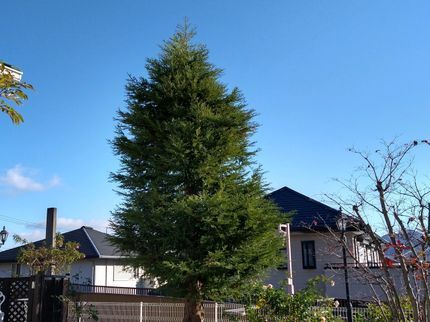 グリーンバード庭園管理の神戸~姫路 庭の手入れでお困りなら地元の植木屋、1級造園技能士にお任せください!の写真