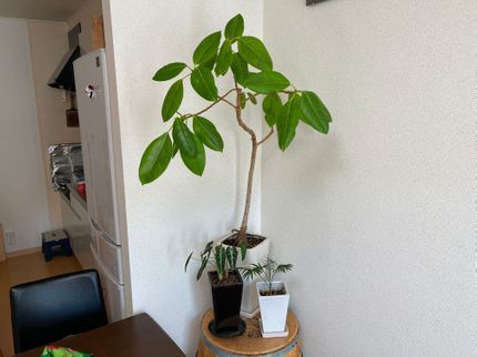 GREEN BASEの観葉植物専門店の元オーナーがお手伝い♪植え替え後のご相談も気兼ねなくどうぞ◎の写真