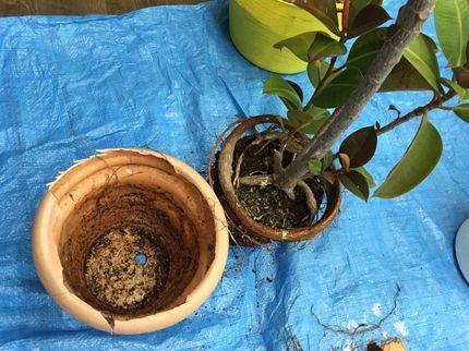 funnyplantsの今年は9月末まで【作業外注一切なし】植物の植え替え メンテナンスお任せください!の写真