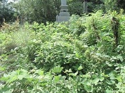 さくらサービス福岡の丁寧に『草むしり』致します。ゴミ回収(作業範囲)無料です。の写真