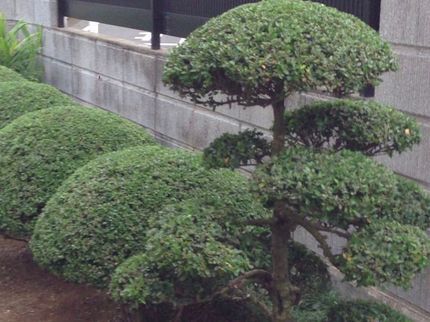 いろはもみじの◇草むしり(手作業)◇職人が作業終了まで丁寧に対応します!の写真