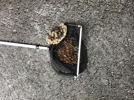 スマイルクリーンサービスの蜂の巣駆除 素早く安全の写真