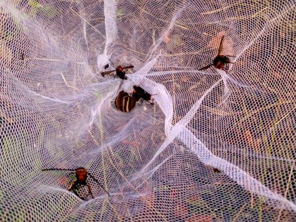 ライフサポートやまぐちの蜂の巣駆除の写真