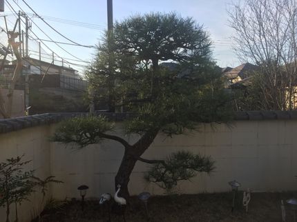 佐々木造園の普通庭木剪定、高木剪定、伐採、抜根、草刈り、草むしり、お庭の軽リフォームの写真