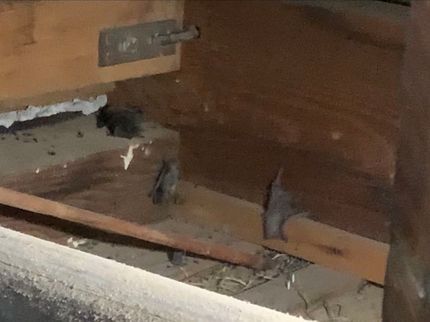 アクトスリーのネズミ駆除★女性スタッフ指定OK◎コウモリ被害のお悩みならご相談ください!の写真