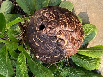 TKPの●スズメバチ、アシナガバチなどの巣を駆除●当日もしくは翌日対応致します。の写真