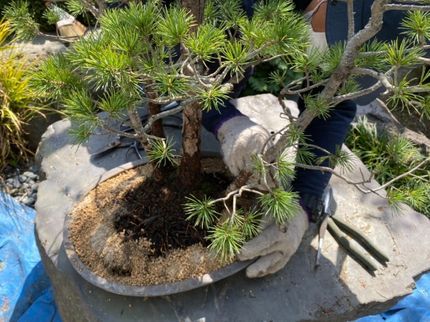 栽ちまり花園の←職長の私が伺います★観葉植物★寄植〜大鉢★盆栽の植替◎土日祝日営業◎24h受付の写真