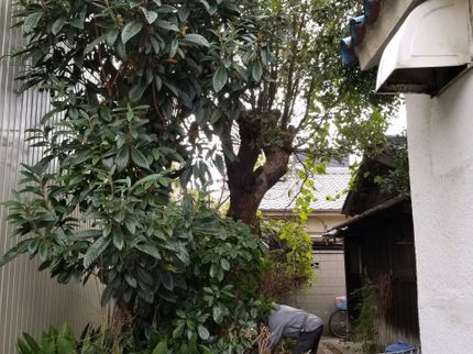山中大東造園の只今御予約でいっぱいですので、5月に行かせてください。《祖父と作業します!の写真