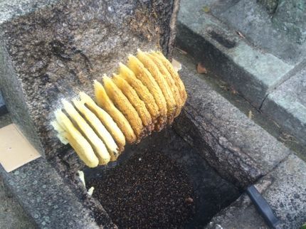 大久保商店 お庭番守のスズメバチ駆除ならお任せください!迅速に対応いたします!の写真