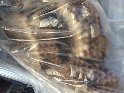 大久保商店 お庭番守のスズメバチ駆除ならお任せください!迅速に対応いたします!の写真