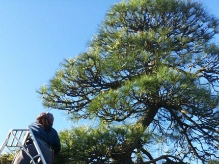 栽ちまり花園の◎松、マキ、カイズカ透かし等、難しい剪定は庭師にお任せ★土日祝営業中★24h受付の写真