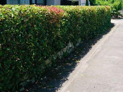 green gardenの☆年中無休☆の写真